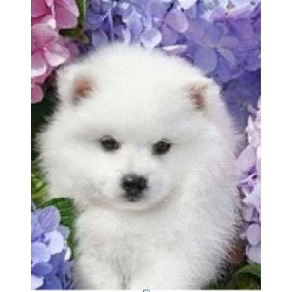 Діамантова мозаїка 30*40см Цуценя без підрамника у блістері  30*7*3см GLD60300 Josefotten