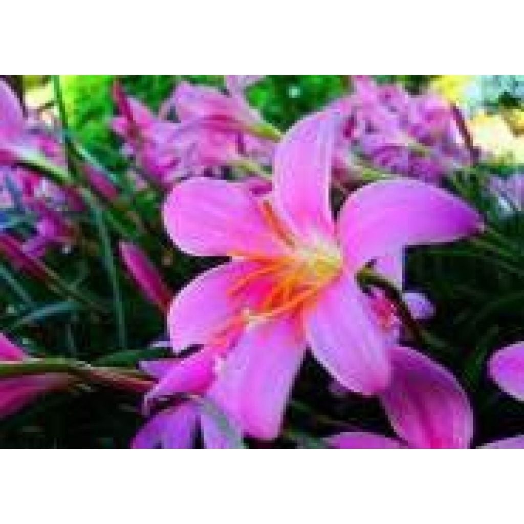 Алмазна мозаїка 30*40 см Квіти на підрамнтку у коробці GLD60826 Josefotten