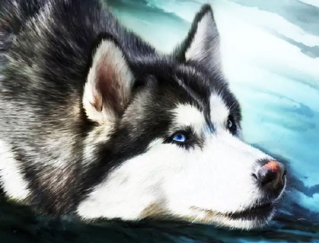 Алмазна мозаїка 40*50 см Хаскі на підрамнтку у коробці GLE71361 Josefotten