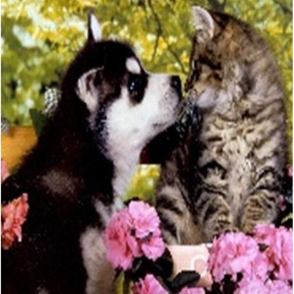 Алмазна мозаїка 40*50 см Домашні улюленці на підрамнику у коробці GLE71708 Josefotten