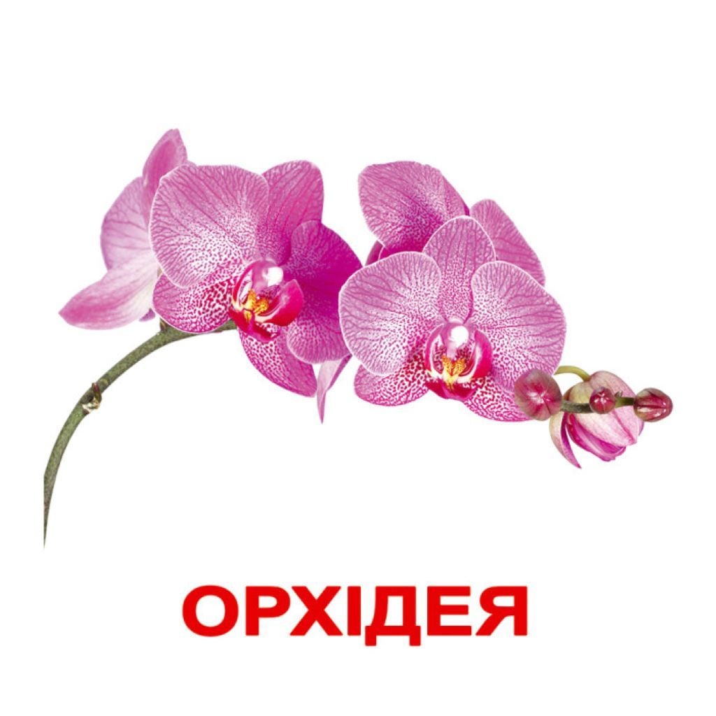 Картки навчальні ламінація Квіти 20шт 140фактів 80 завдань і загадок в пакеті 16,5*19,5см 099991 Вундеркінд з пелюшок