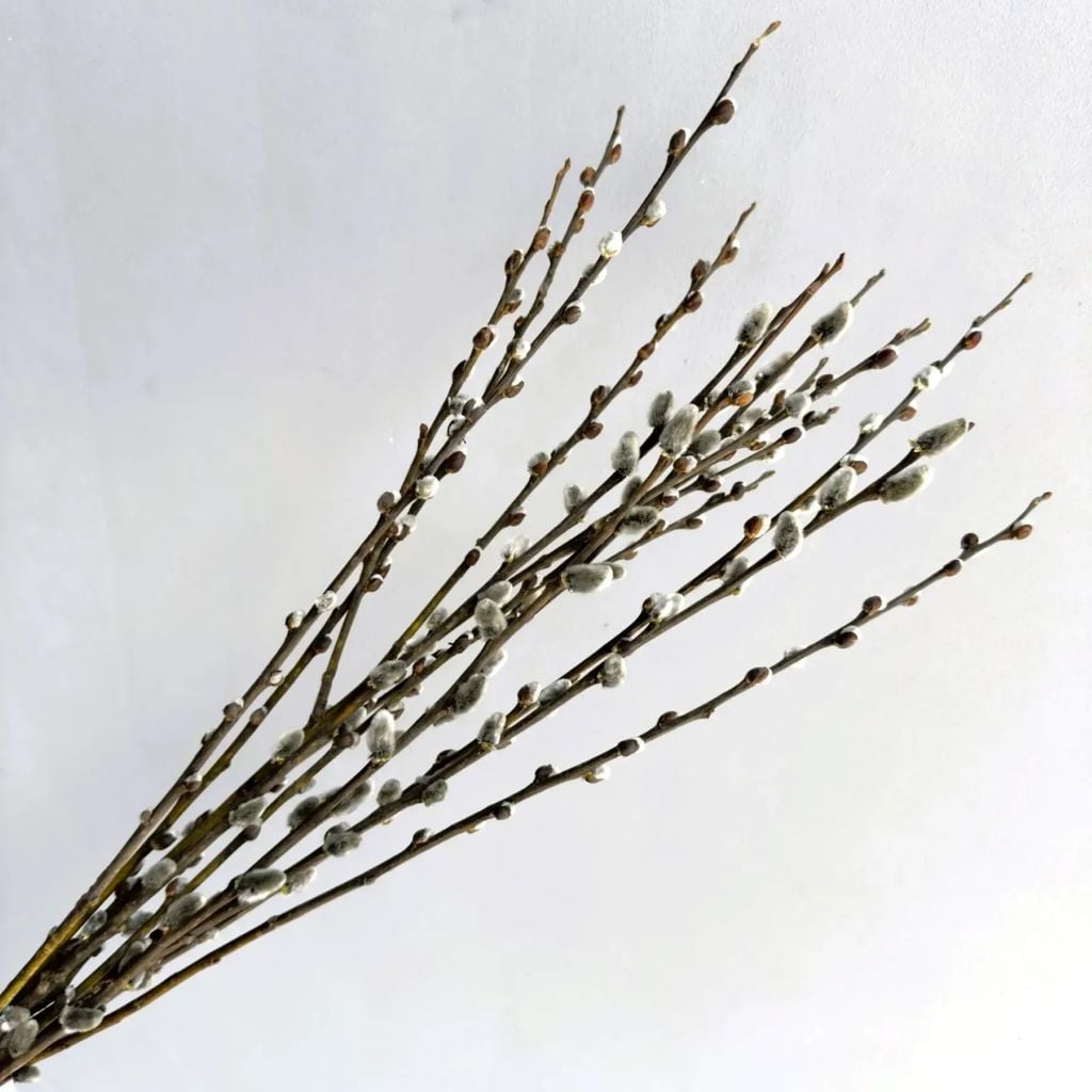 Вербова гілочка натуральна 10232 Україна