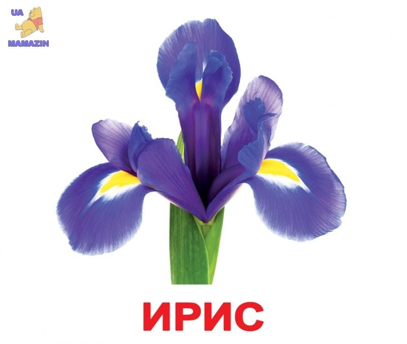 Картки навчальні Квіти 20шт 140фактів 80задан та загадок в кульку 16,5*19,5см 095122 Вундеркінд з пелюшок