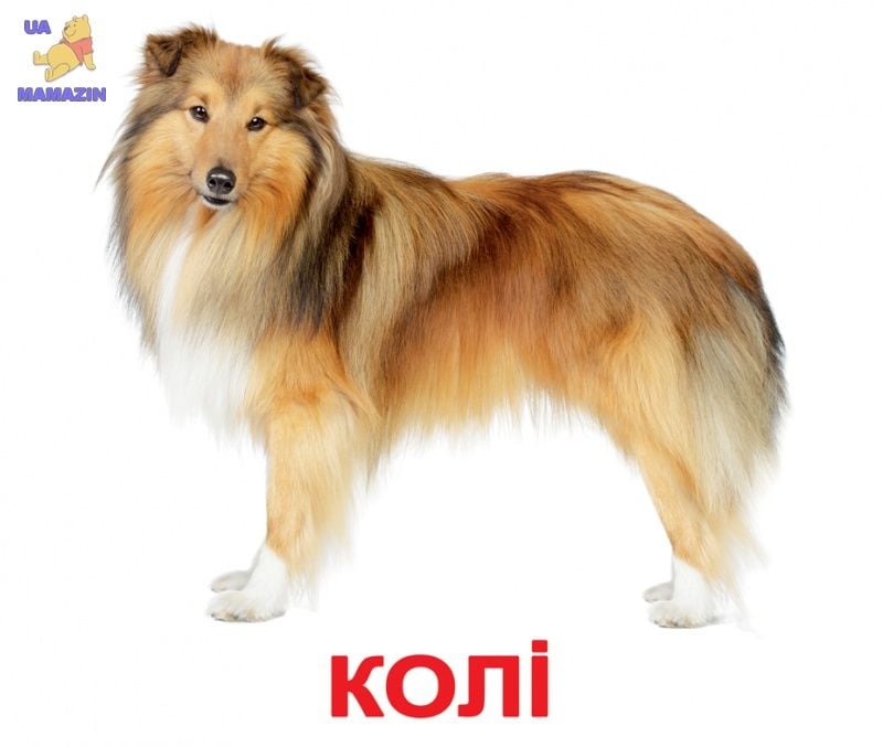 Карточки навчальні Породи собак укр 20шт в пакеті 16,5*19,5 095764 Вундеркінд з пелюшок