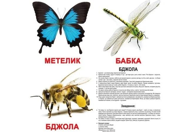 Картки навчальні Комахи укр 20шт 200фактів 60завдань і загадок в кульку 16,5*19,5 096525 Вундеркінд з пелюшок