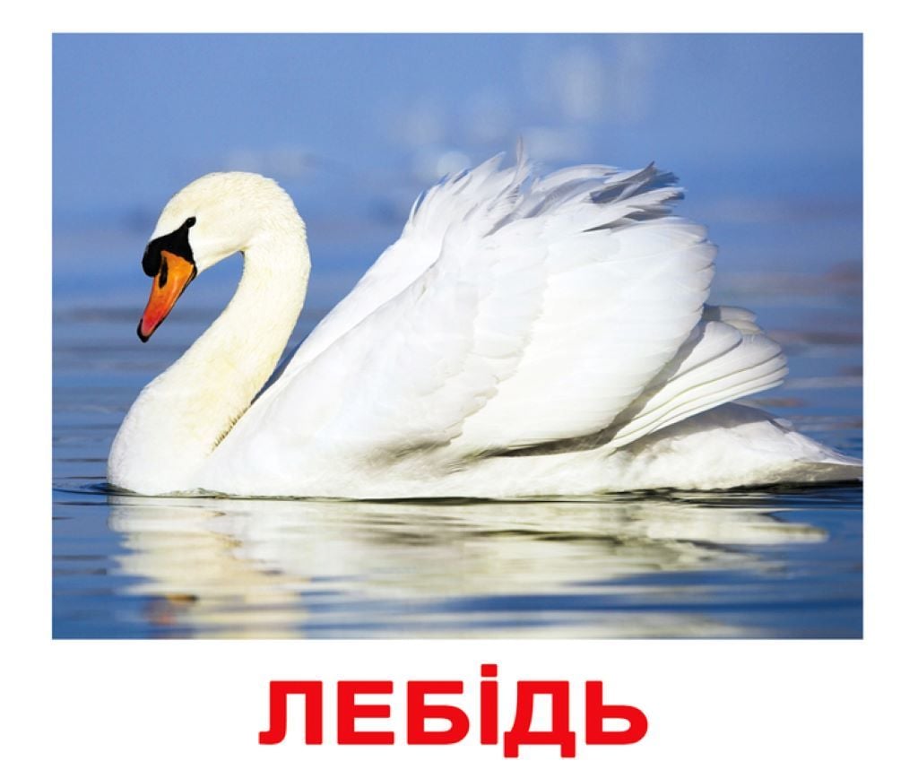 Картки навчальні Птахи укр 20шт 200 фактів 80 завдань в кульку 16,5*19,5 096532 Вундеркінд з пелюшок