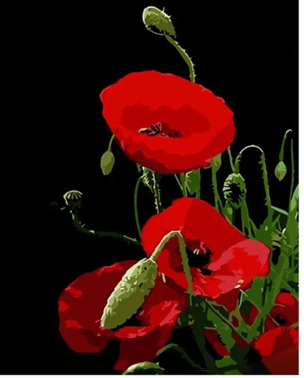 Картина по номерах 40*50см Червоний мак на чорному фоні в термоплівці AH1024 Strateg